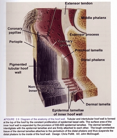 laminitis