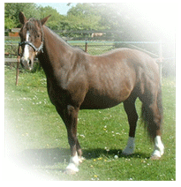 laminitis