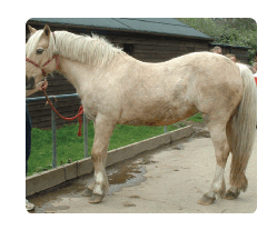 laminitis