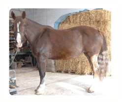 laminitis