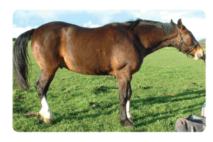 laminitis