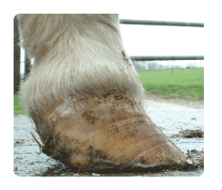 laminitis