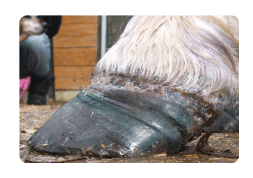 laminitis